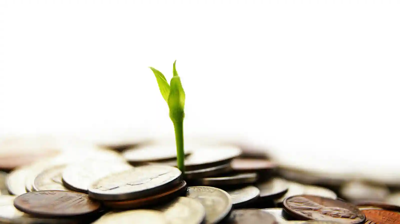 Camlin Fine Sciences bags $30 mn IFC Fund